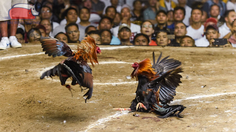 Đặc Điểm Và Nguồn Gốc Gà Asil Đá Gà